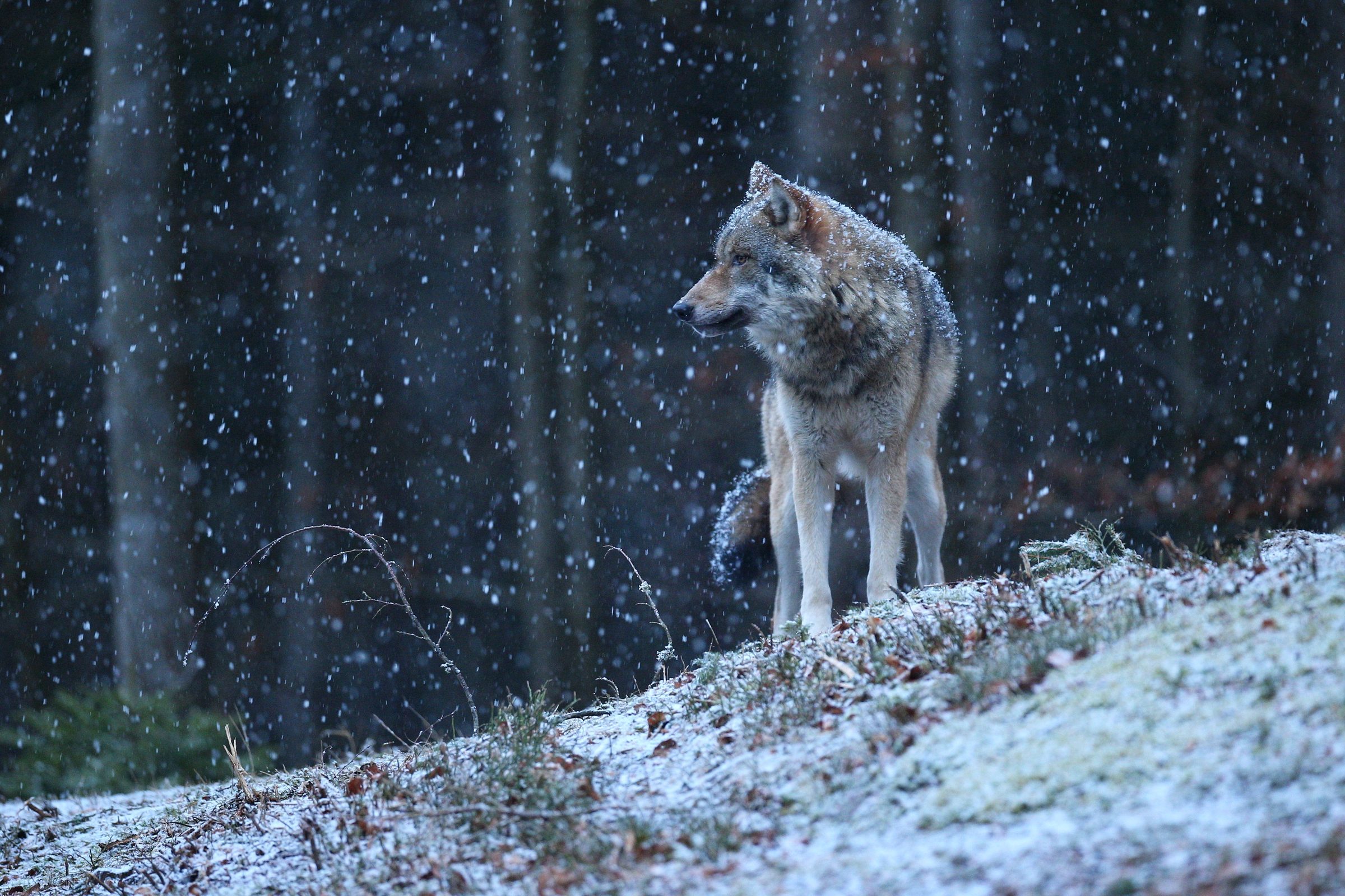 Wolf in falling snow